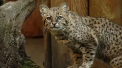 Joffra macska: kis dél-amerikai szépség